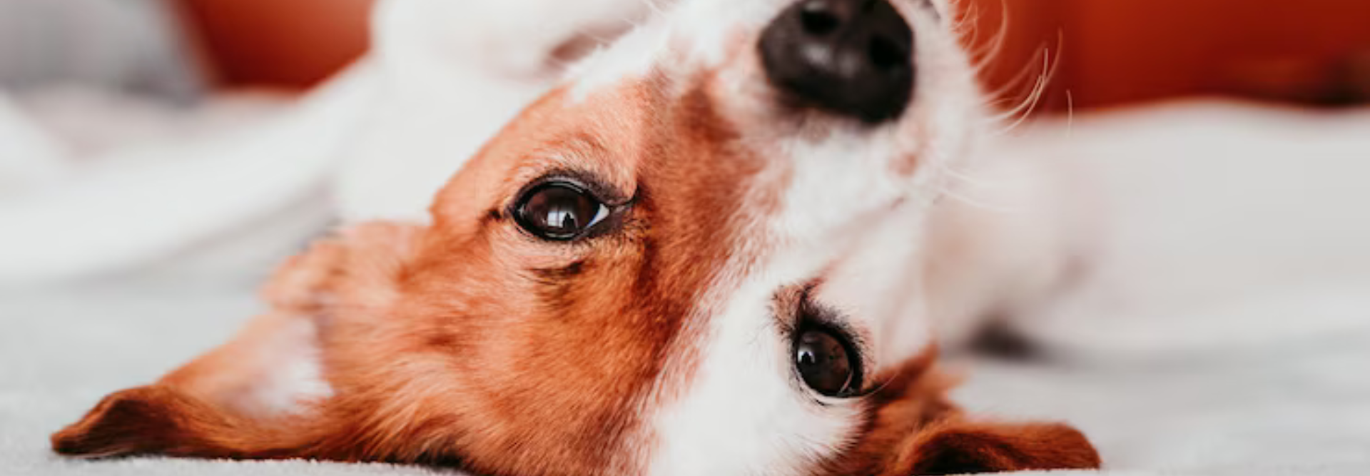 50% OFF — Only for the Goodest Boys & Girls