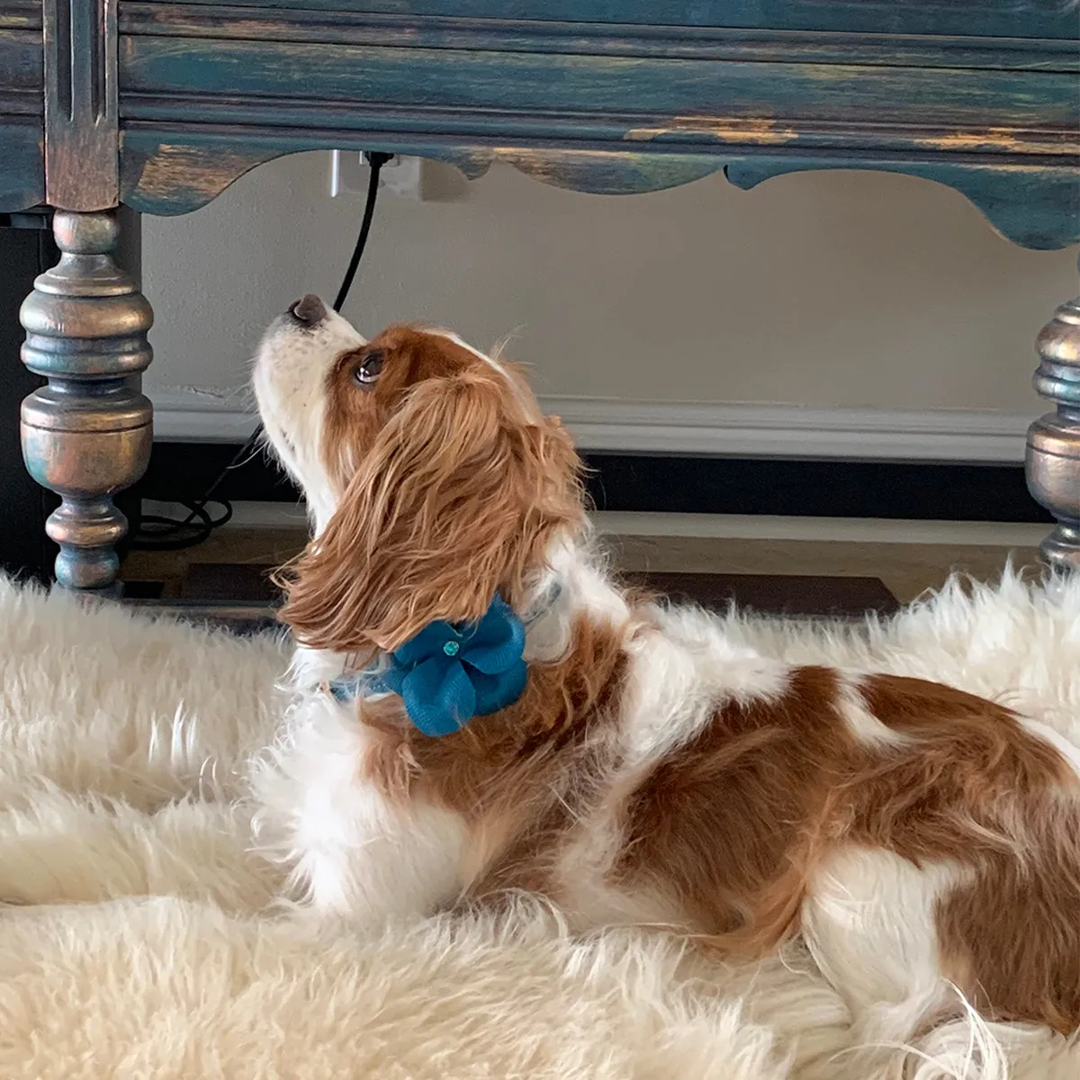 Beverly Classic Rhinestone Leather Dog Flowerette Slider Caribbean