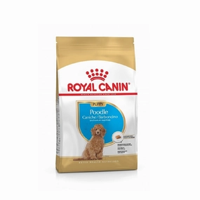 BHN Poodle Puppy