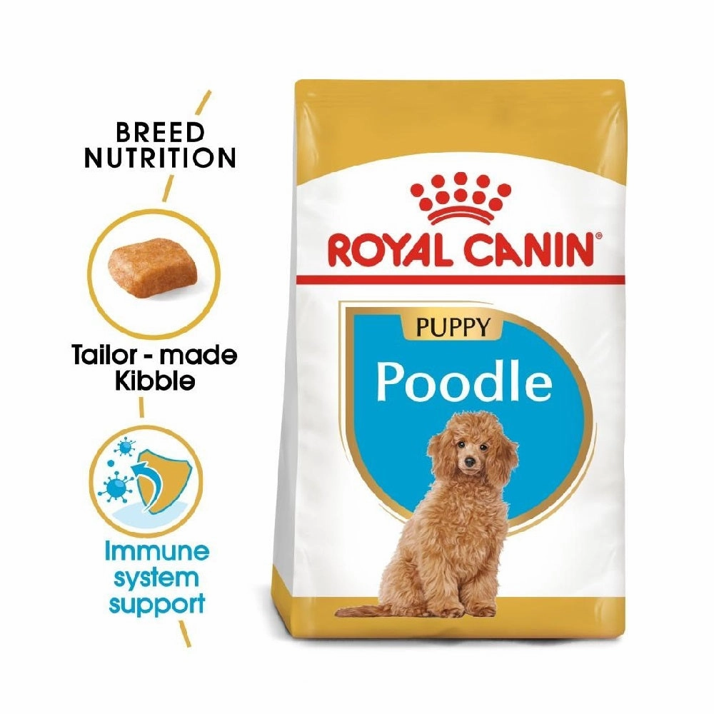 BHN Poodle Puppy