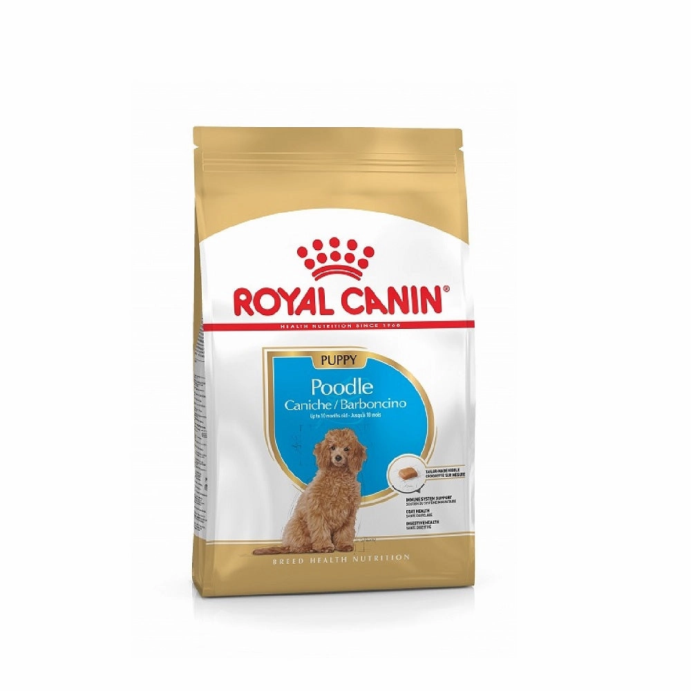 BHN Poodle Puppy