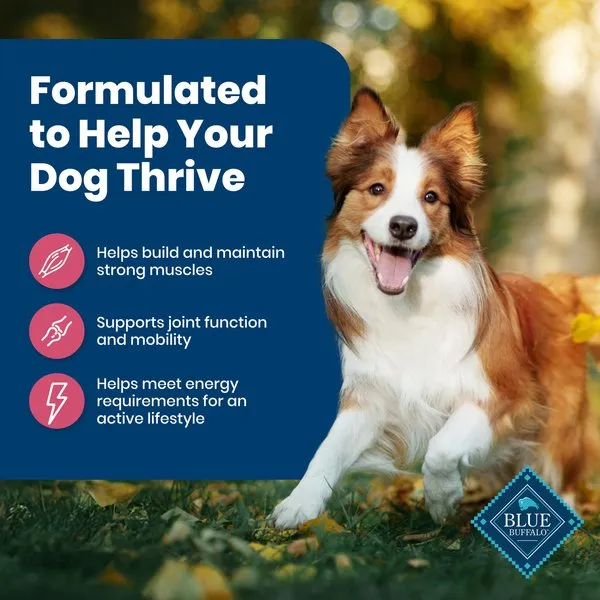 Blue Buffalo Life Protection Salmon & Brown Rice Recipe Adult Dry Dog Food