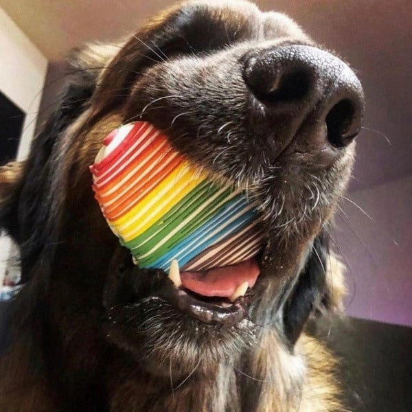 Bosco and Roxy's Pride & Family | Heart