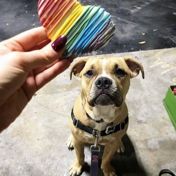 Bosco and Roxy's Pride & Family | Heart