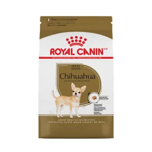 Chihuahua Adult