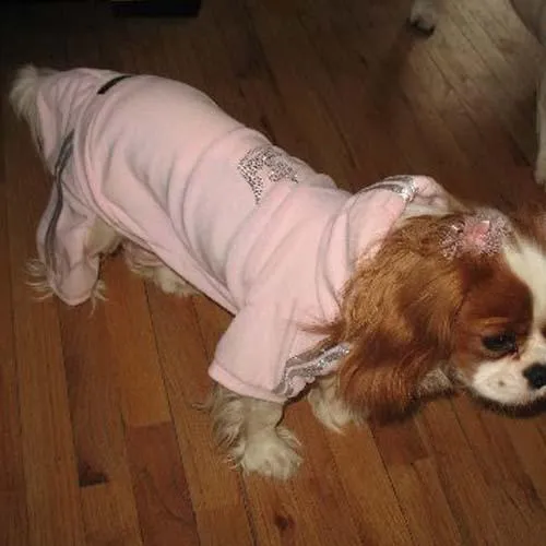 City Glam Dog Track Suit Pink