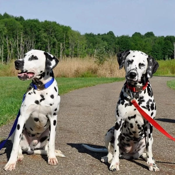Coastal Single-Ply Dog Leash