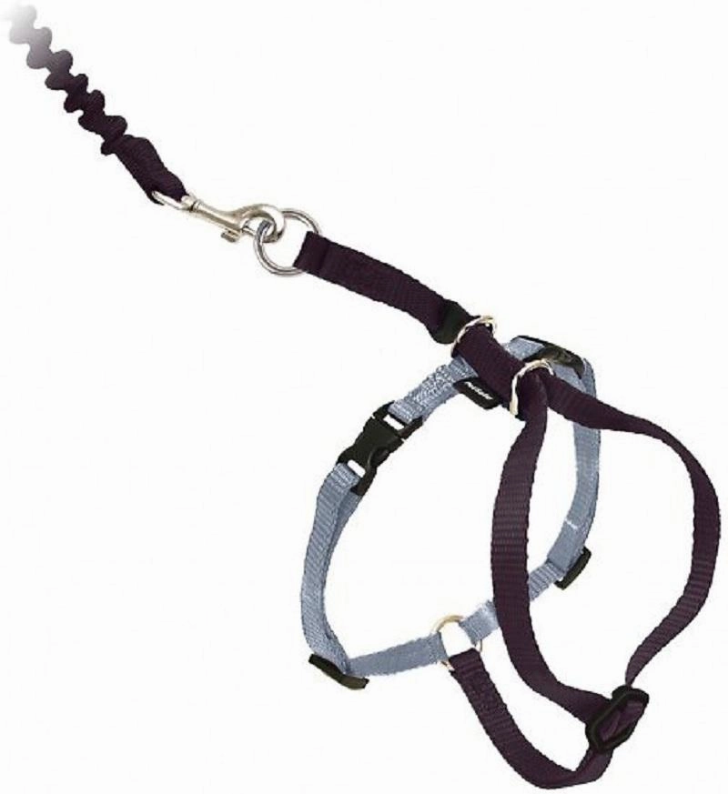 Come With Me Kitty Harness and Bungee Leash