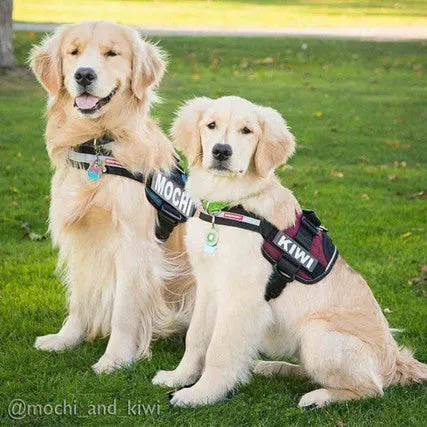 Convert Dog Harness