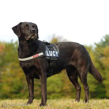 Convert Dog Harness