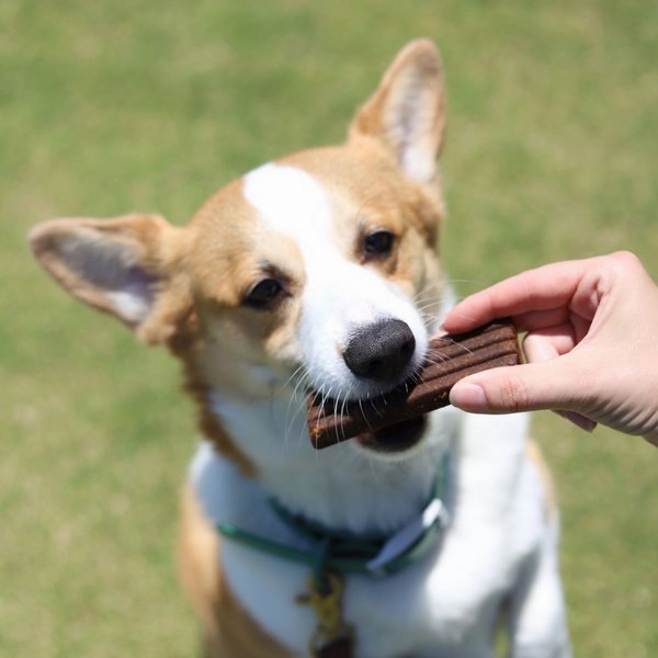 Diggin Your Dog Firm Up! Pumpkin Bars Digestive Aid Stool Consistency for Dogs and Cats