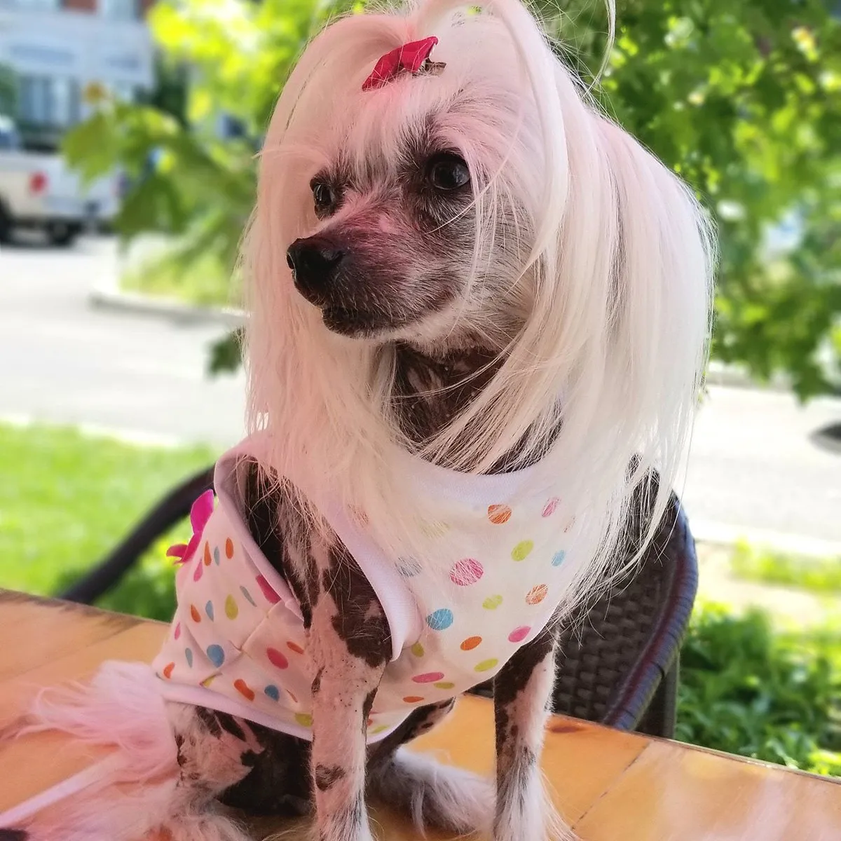 Dots And Flowers Dog Tank