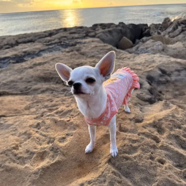 Furry Vuiton Champagne Peaches & Cream Bubbles Dog Dress