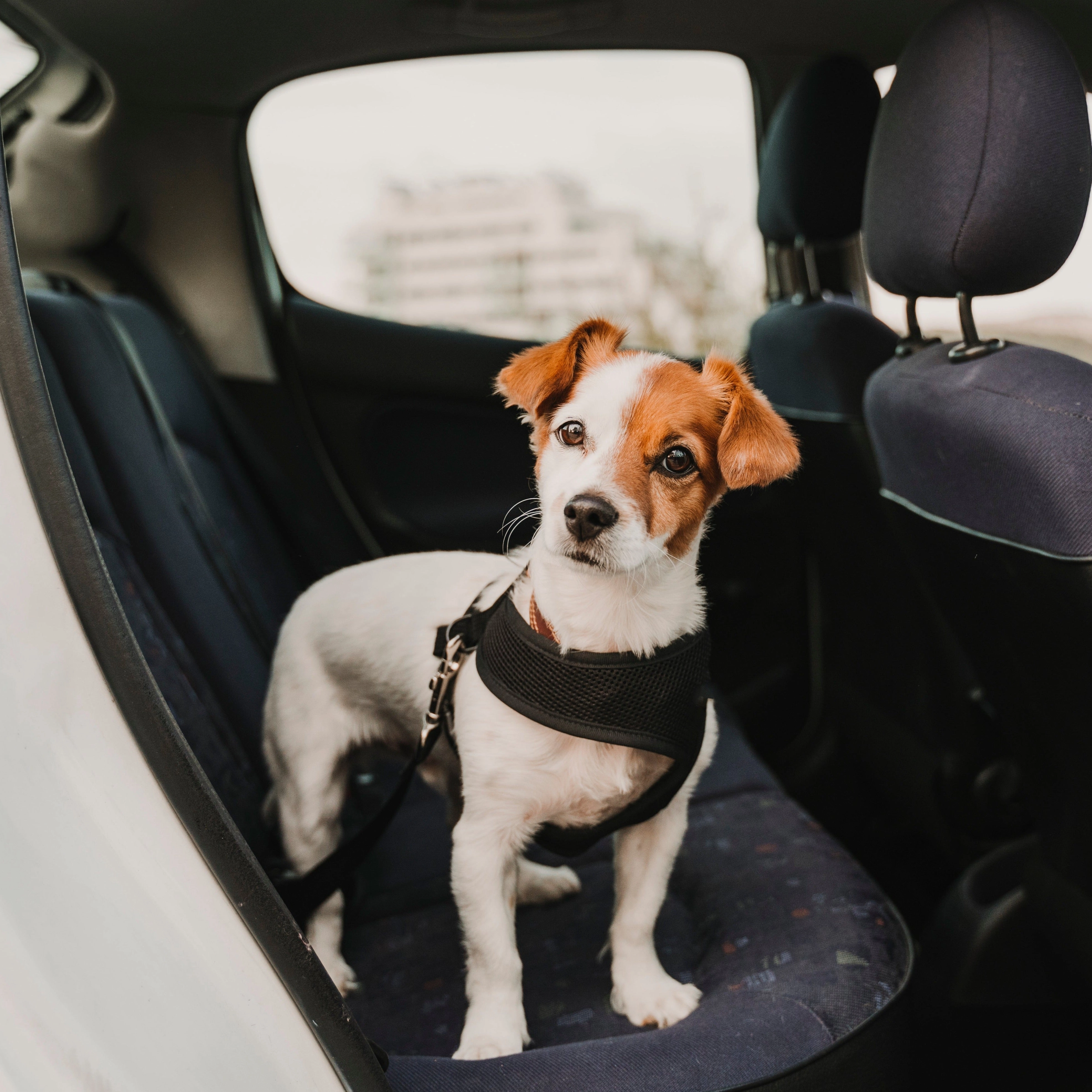 Furwear - Car Seat Restraint (Black)
