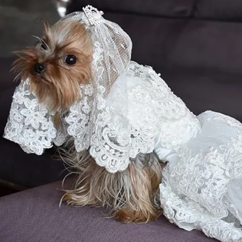 Here Comes The Bride Wedding Dog Dress