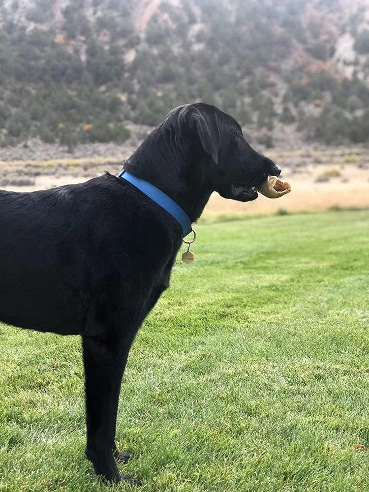 Icelandic  Large Lamb Horn Dog Treat