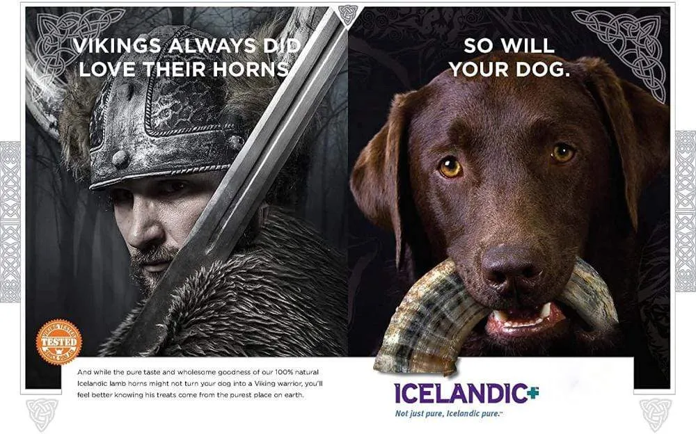 Icelandic  Large Lamb Horn Dog Treat