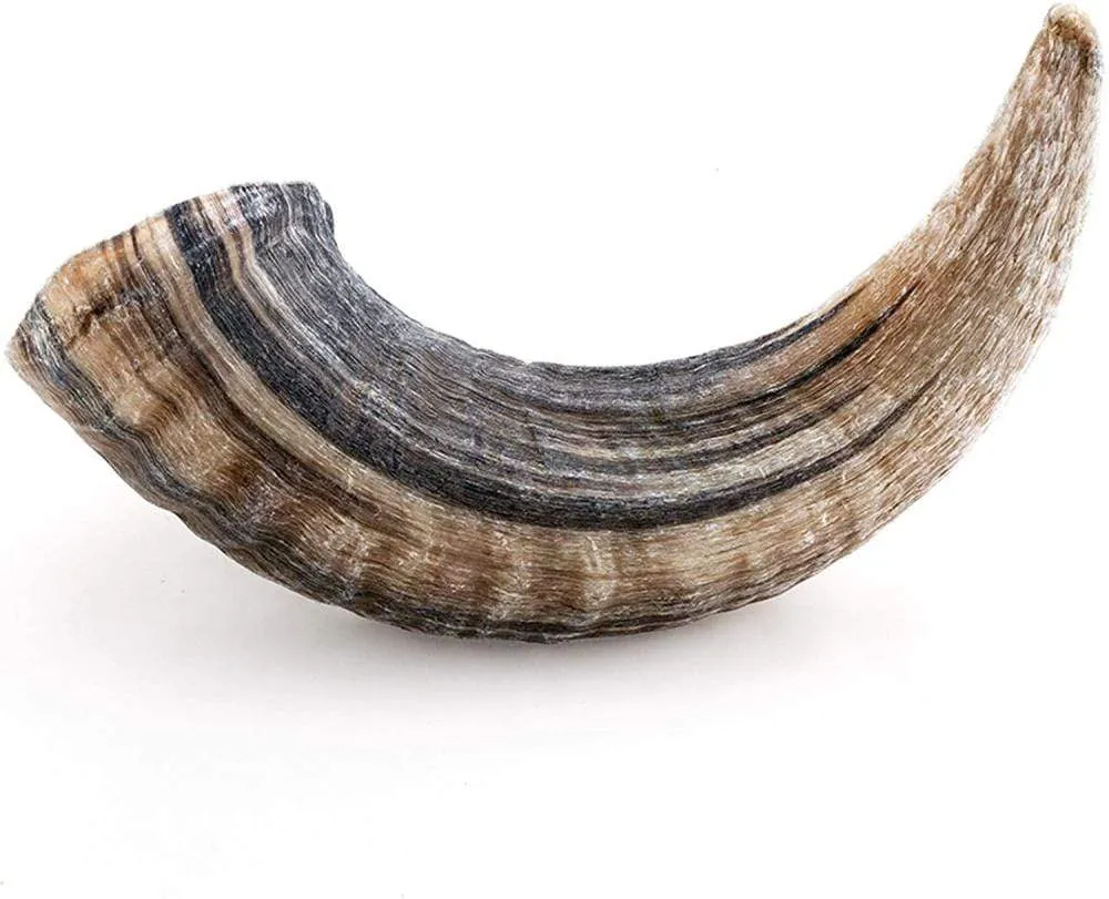 Icelandic  Large Lamb Horn Dog Treat