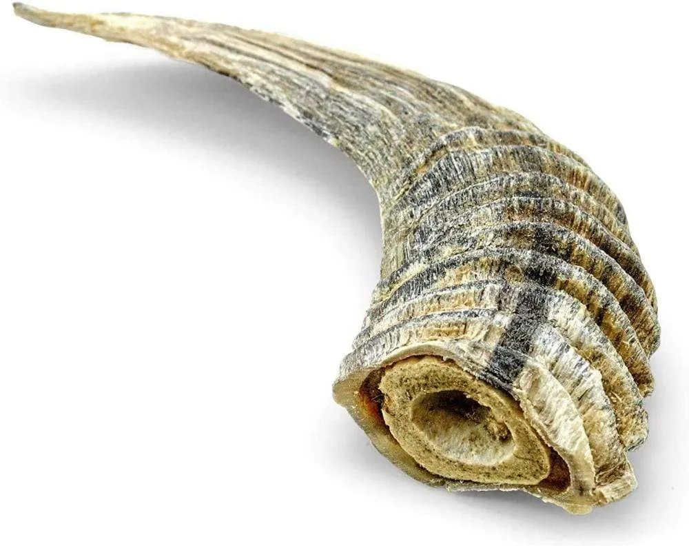 Icelandic  Small Lamb Horn with Marrow Dog Treat