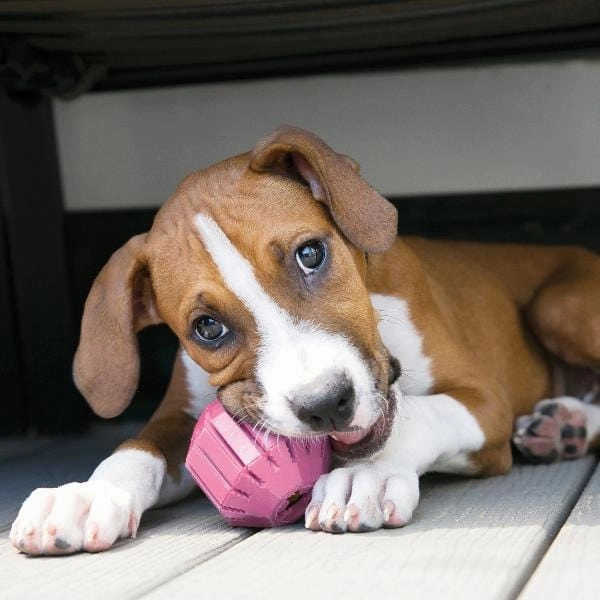 KONG Activity Ball Puppy Toy