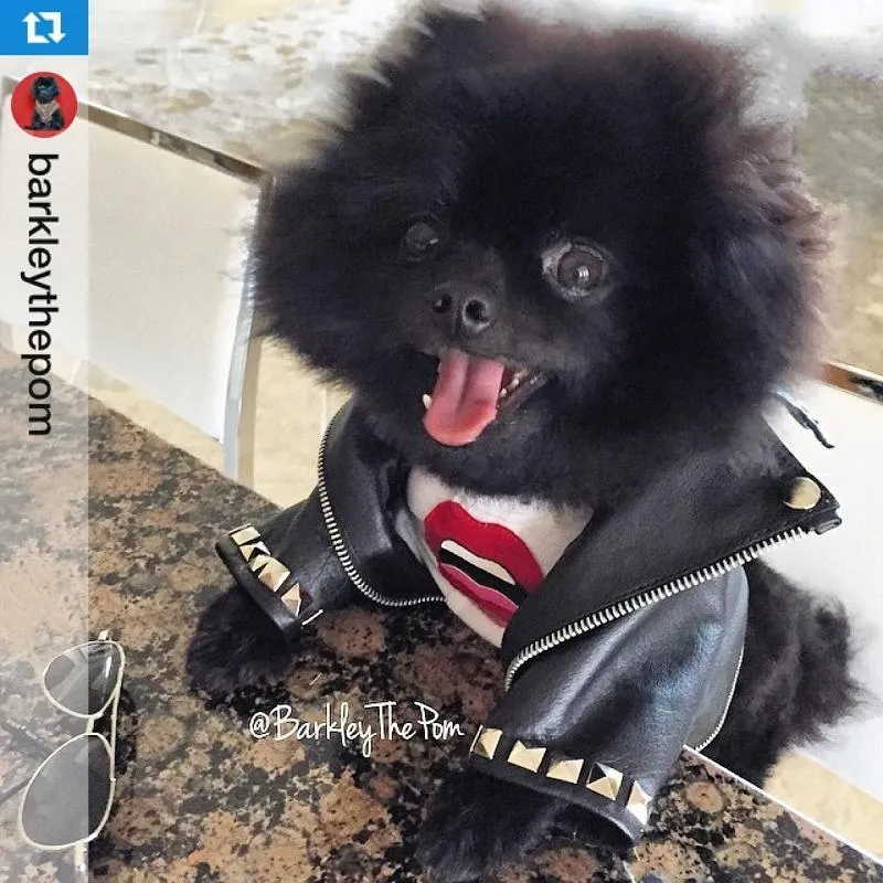Megan Trainor Lips Are Movin Studded Leather Dog Coat