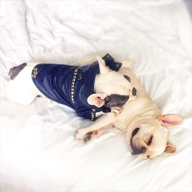 Megan Trainor Lips Are Movin Studded Leather Dog Coat