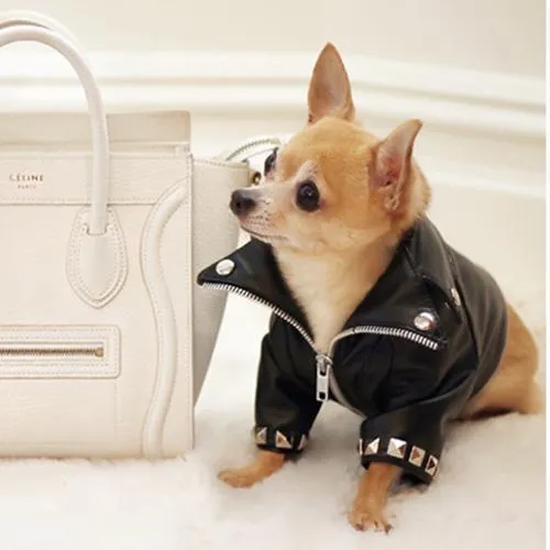Megan Trainor Lips Are Movin Studded Leather Dog Coat