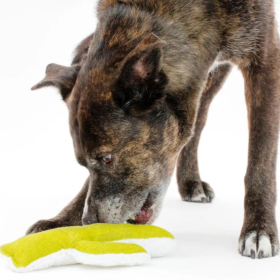 Mint Cactus Dog Toy
