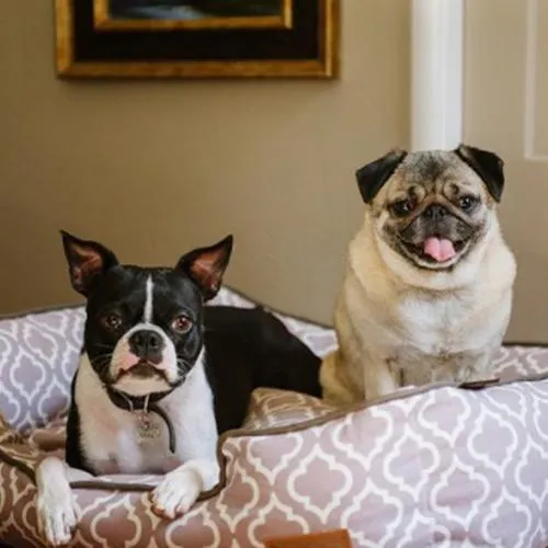Moroccan Lounge Dog Bed Ash Grey