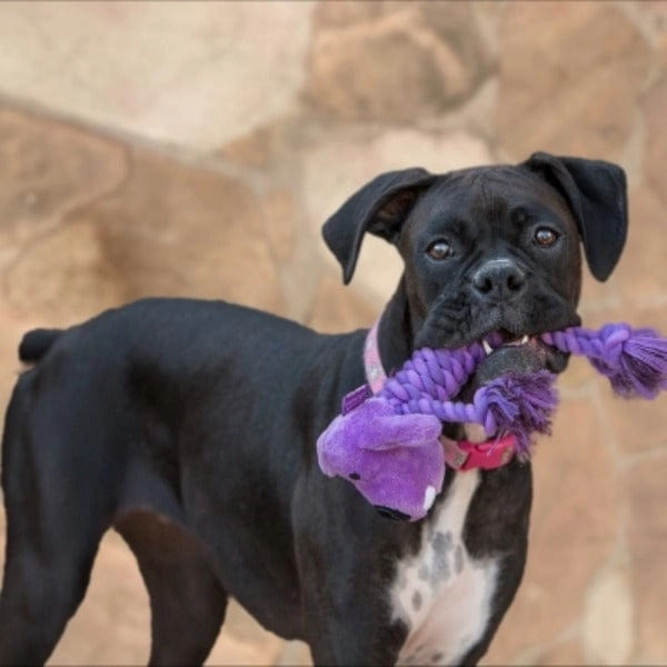 Multipet Rope Body Loofa Dog Toy