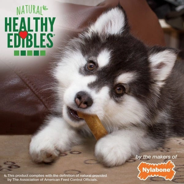 Nylabone Healthy Edibles Lamb & Apple Flavour Regular Puppy Chews