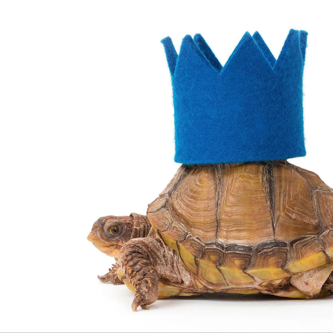 Pawty Dog Crown Brights