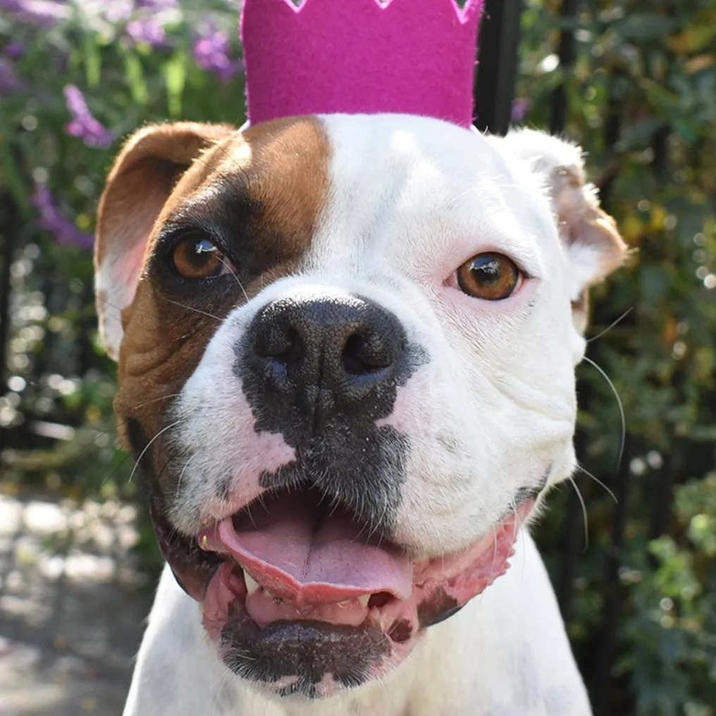 Pawty Dog Crown Brights