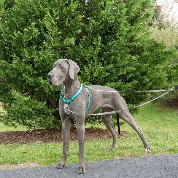 PetSafe Anti-Pull Dog Lead