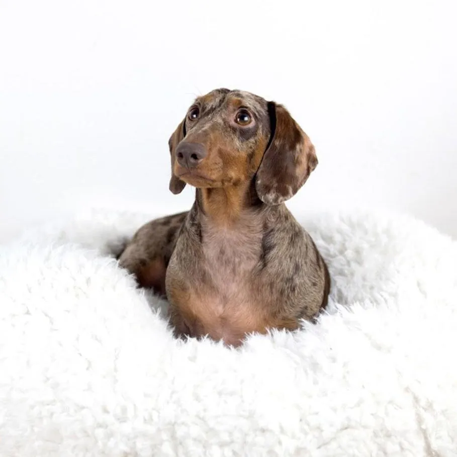 Pod Dog Bed