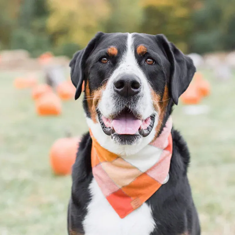 Pumpkin Spice Flannel Bandana