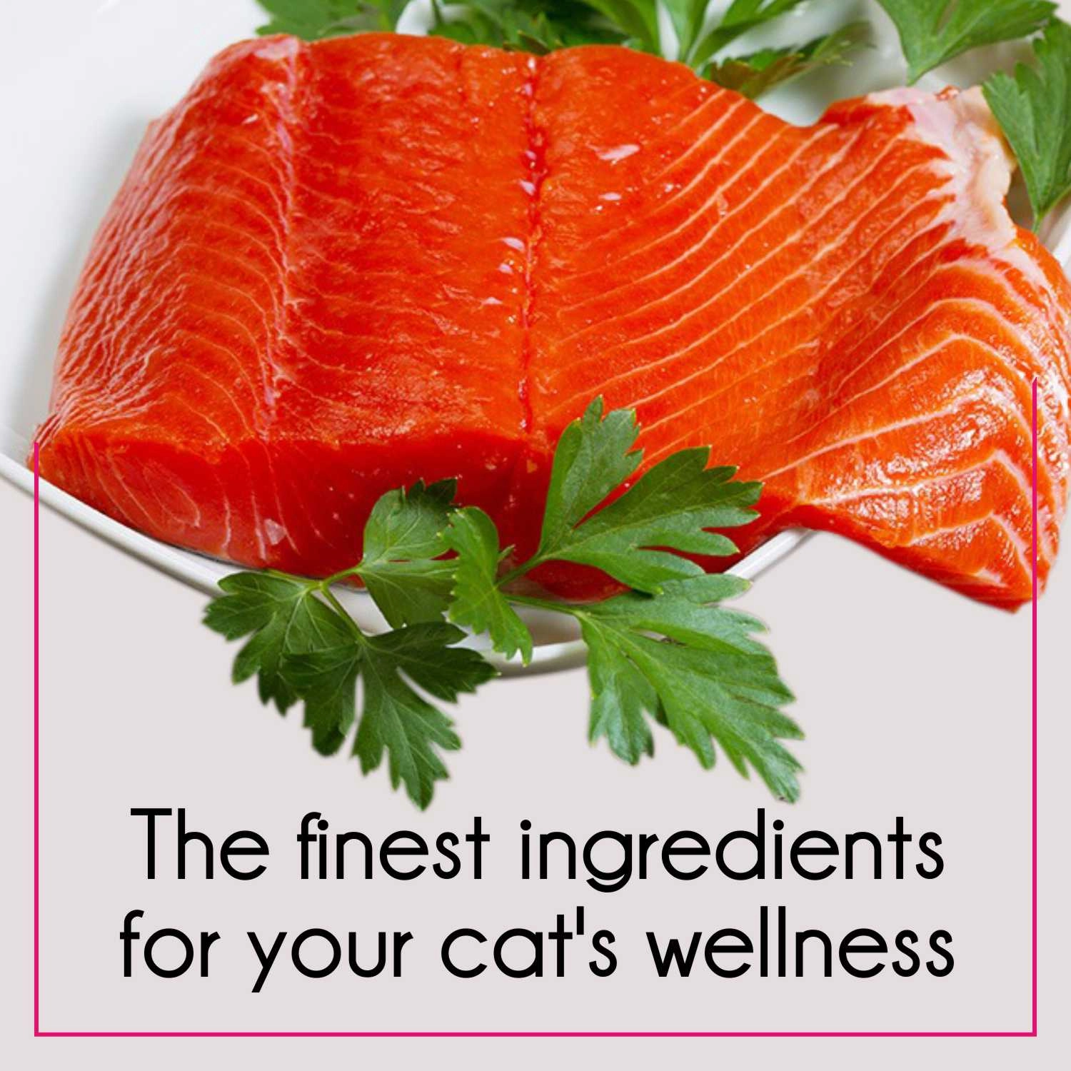 Purepet Tuna and Salmon Adult Cat Dry Food