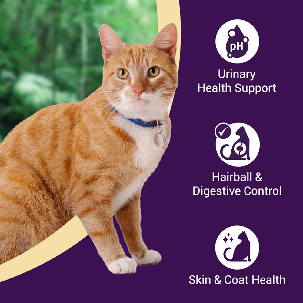 Purrfeto Chicken and Salmon Adult Cat Dry Food