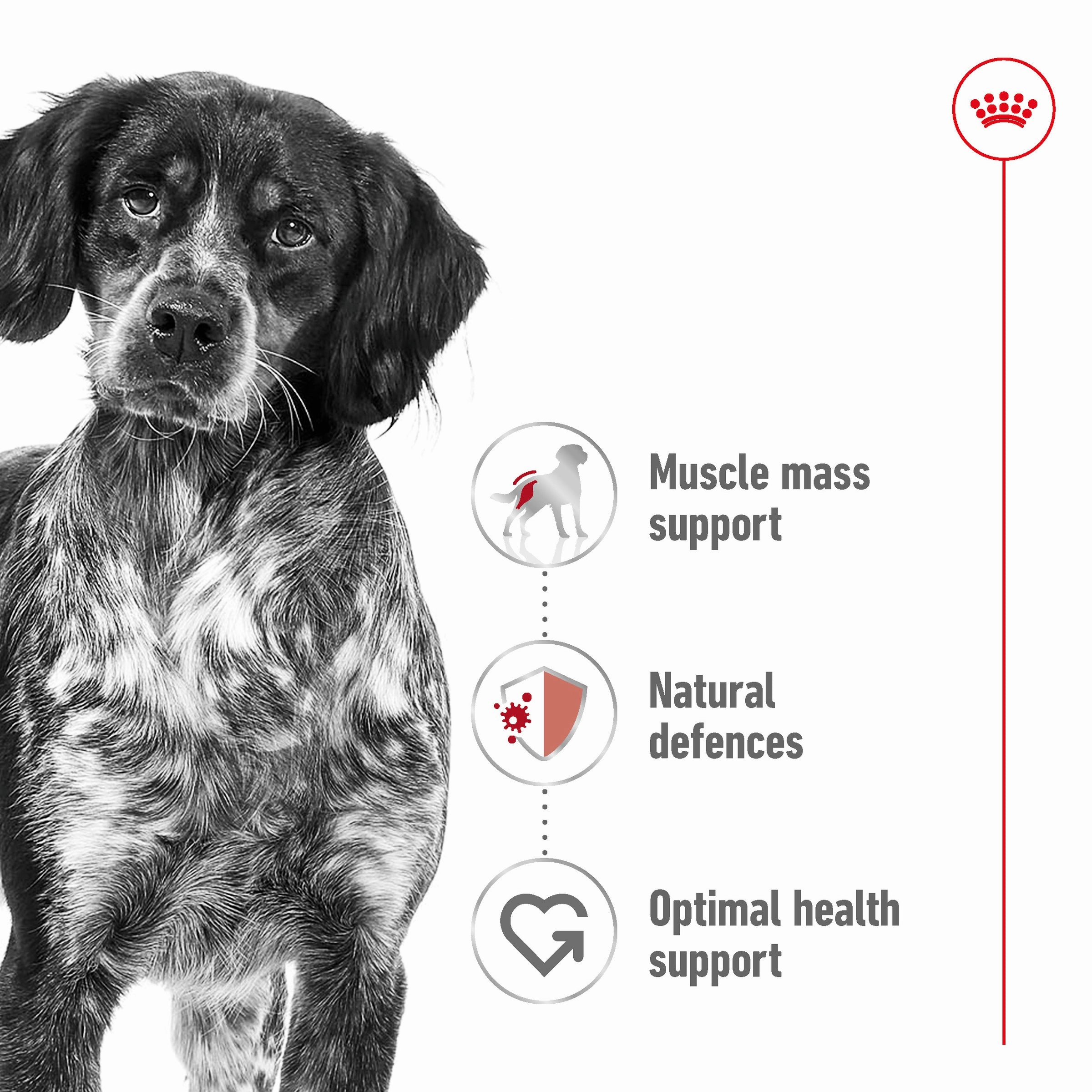 Royal Canin - Medium Adult Dog Dry Food (15kg)