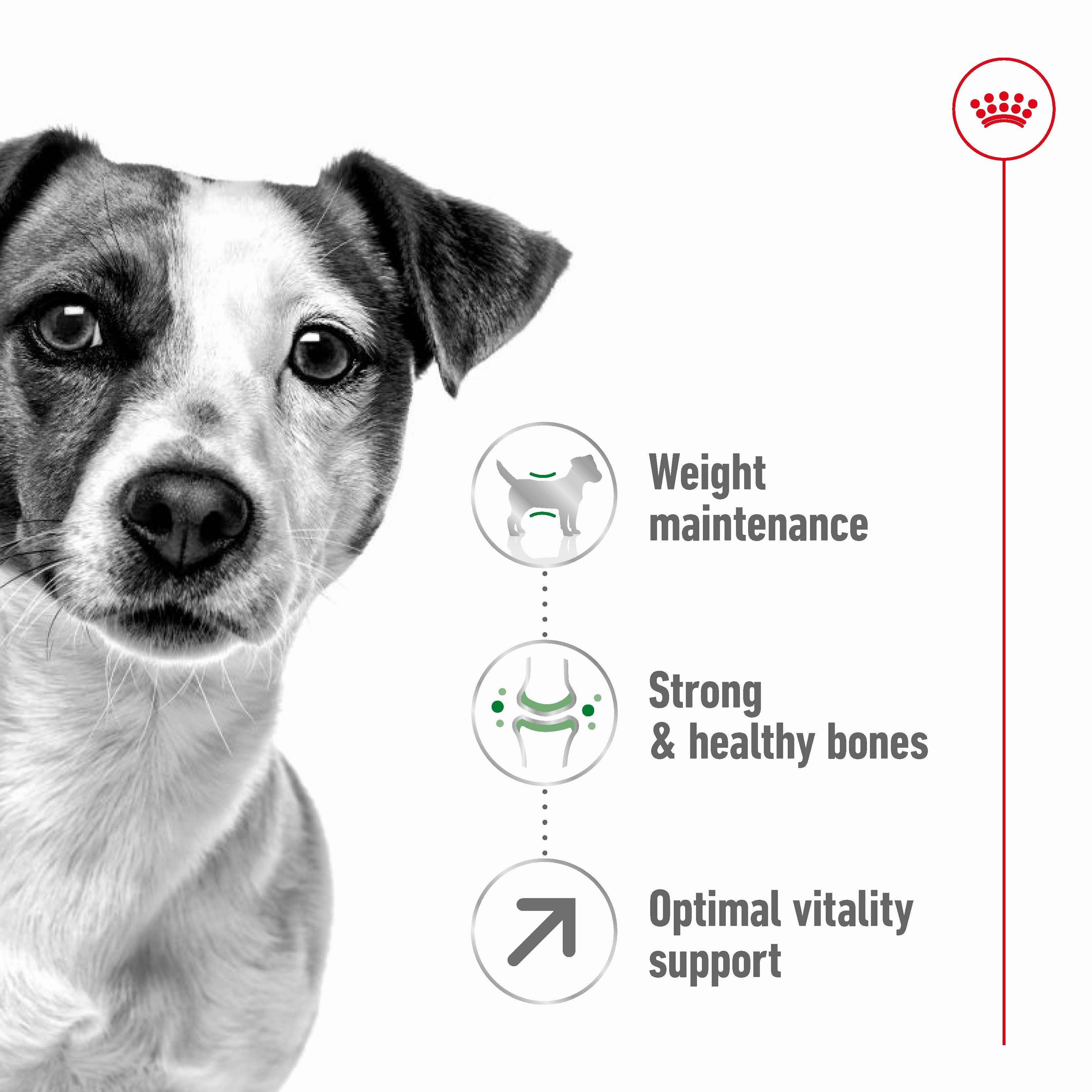 Royal Canin - Mini 8  Mature Dog Dry Food (2kg)