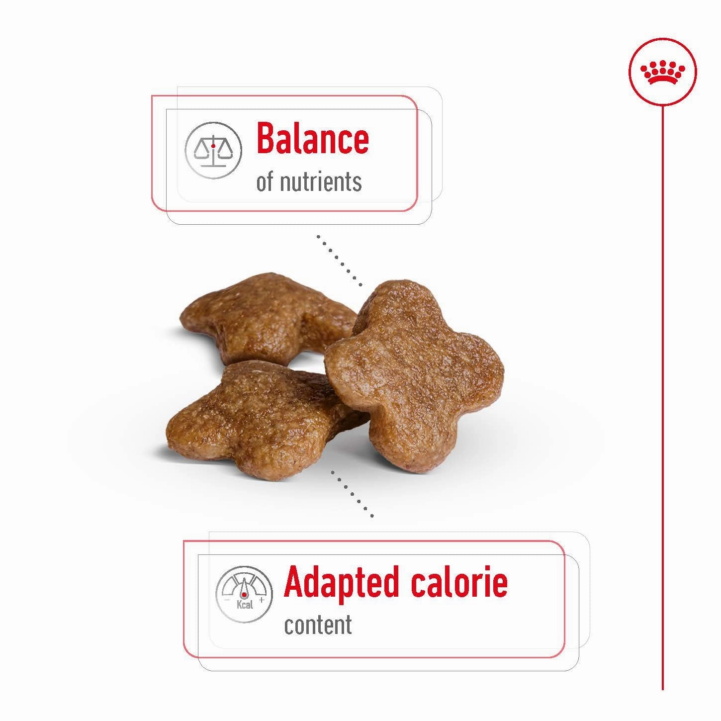 Royal Canin - Mini 8  Mature Dog Dry Food (2kg)