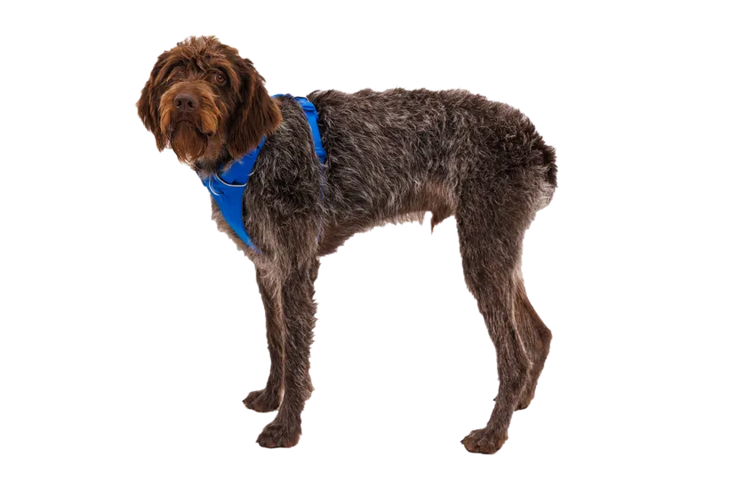 Ruffwear Front Range Dog Harness in Blue Pool