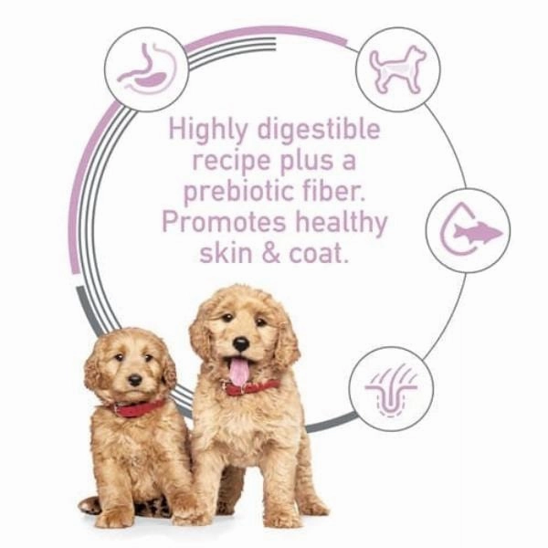 Science Diet Puppy Sensitive Stomach & Skin Salmon and Brown Rice Recipe Dry Dog Food