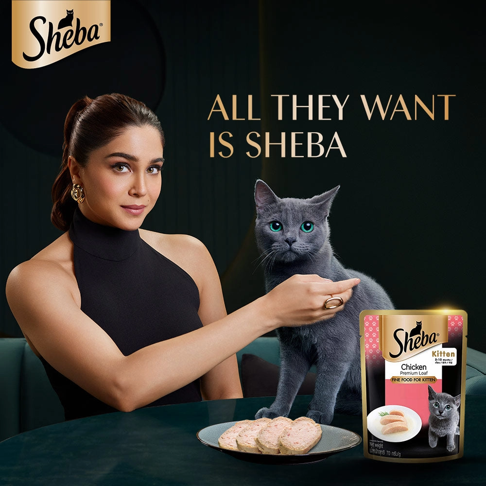 Sheba Chicken Loaf Premium Kitten (2 to 12 Months) Wet Food and Chicken All Life Stage Cat Dry Food Combo