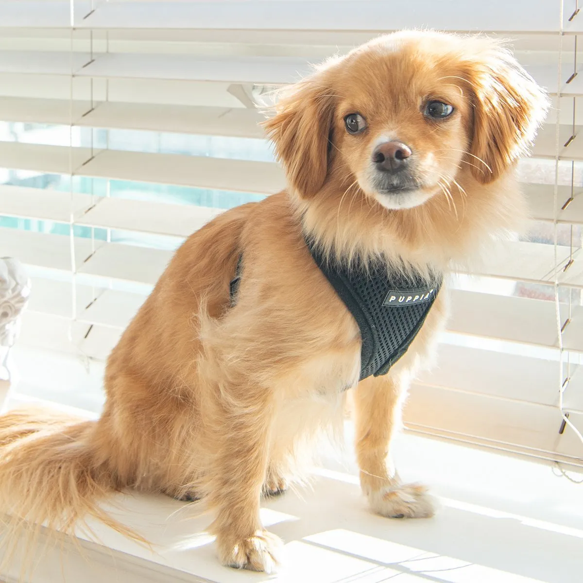 Soft Superior Dog Harness A Black XLarge