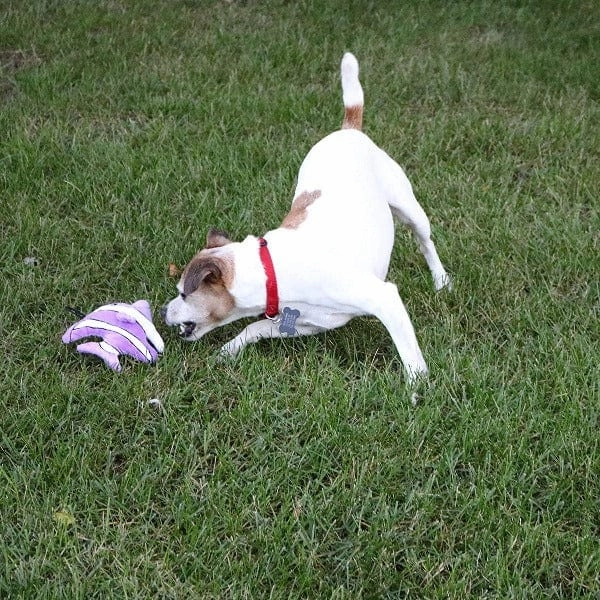 tender-tuffs Tiny Angelfish Plush Dog Toy