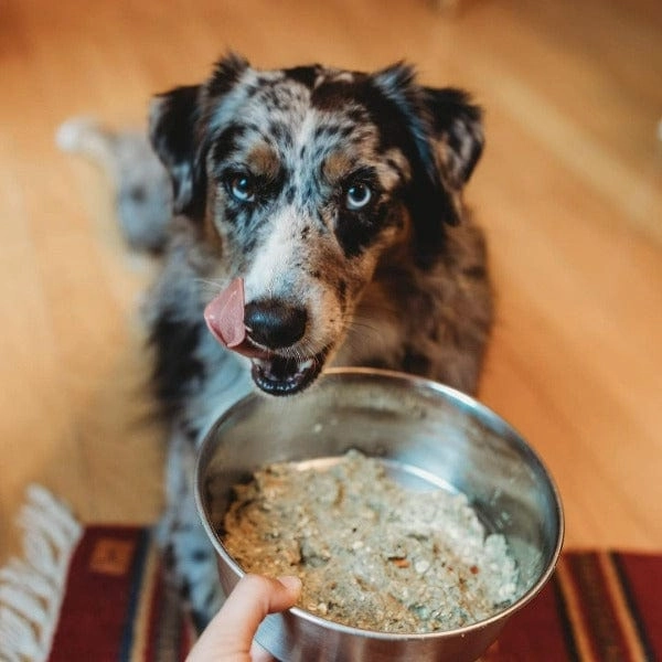 The Honest Kitchen Grain Free Turkey Recipe Dehydrated Dog Food, 10lb