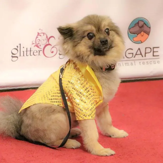 Yellow Sequin Wedding Dog Tuxedo