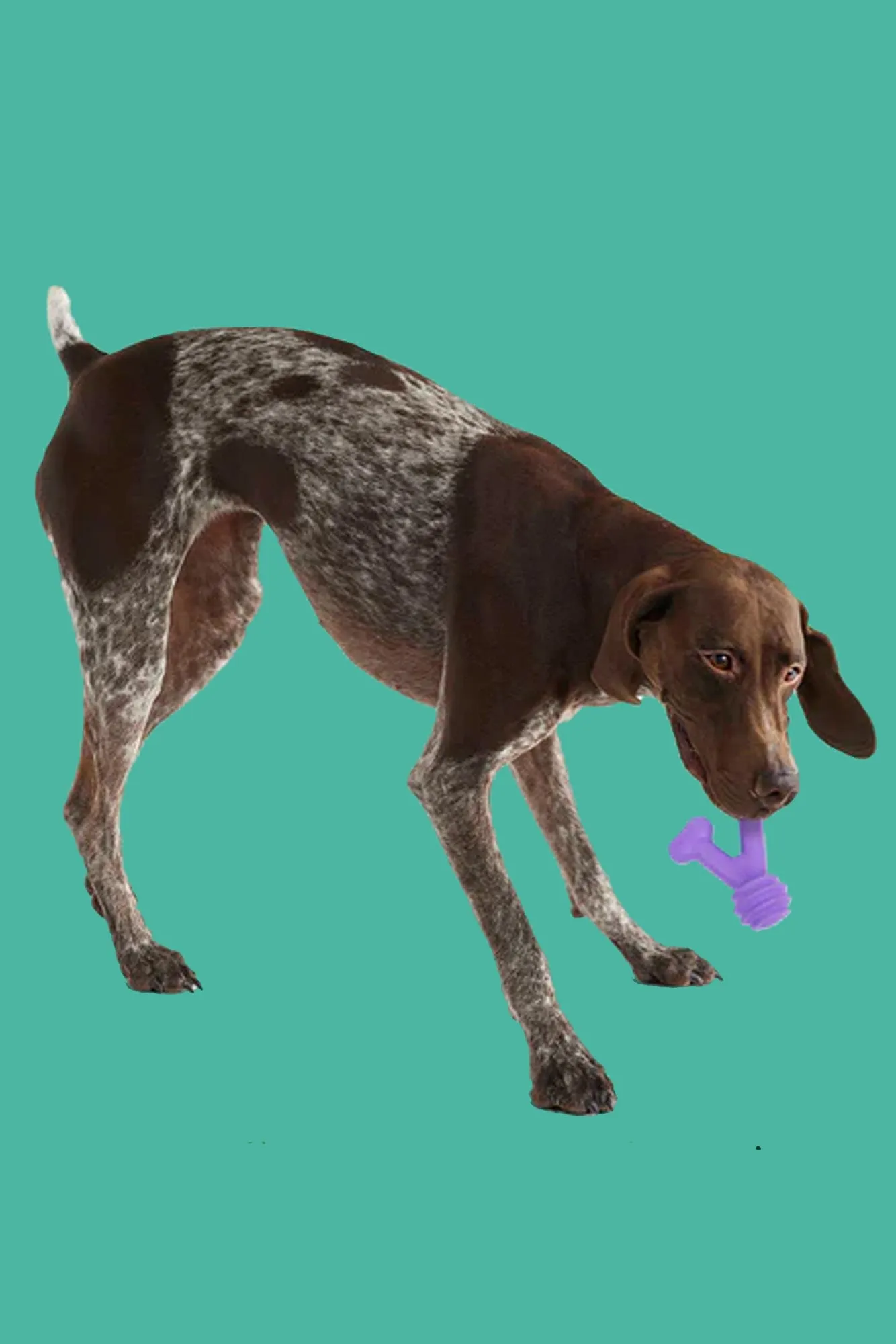 Yomp FunnyBone Max Dog Toy
