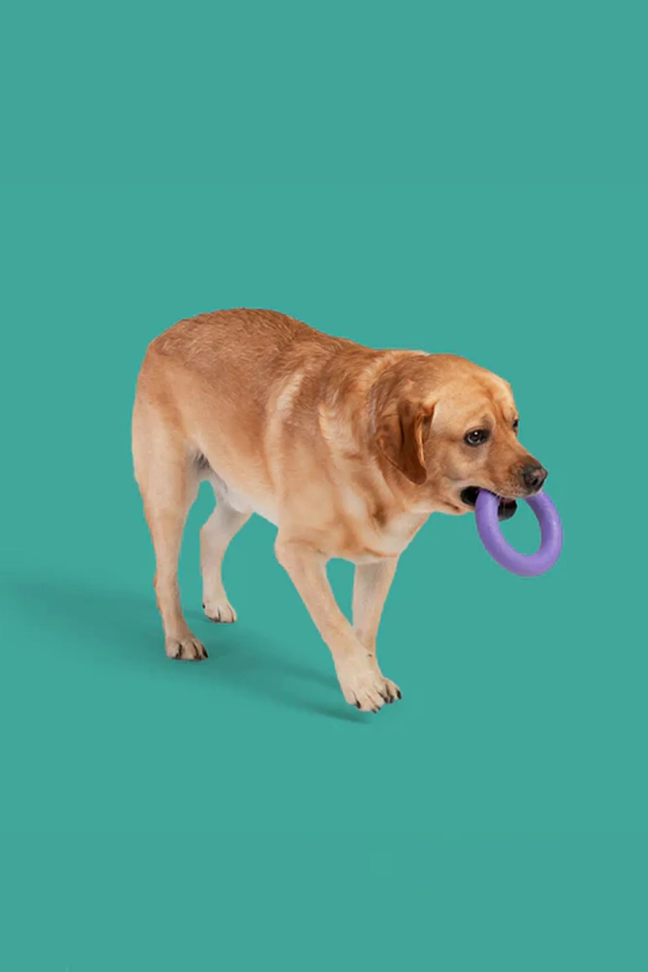 Yomp Superloop Max Dog Toy